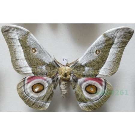 Gonimbrasia zambesina (Walker, 1865) male ex.pupa Kenya 129mm17c